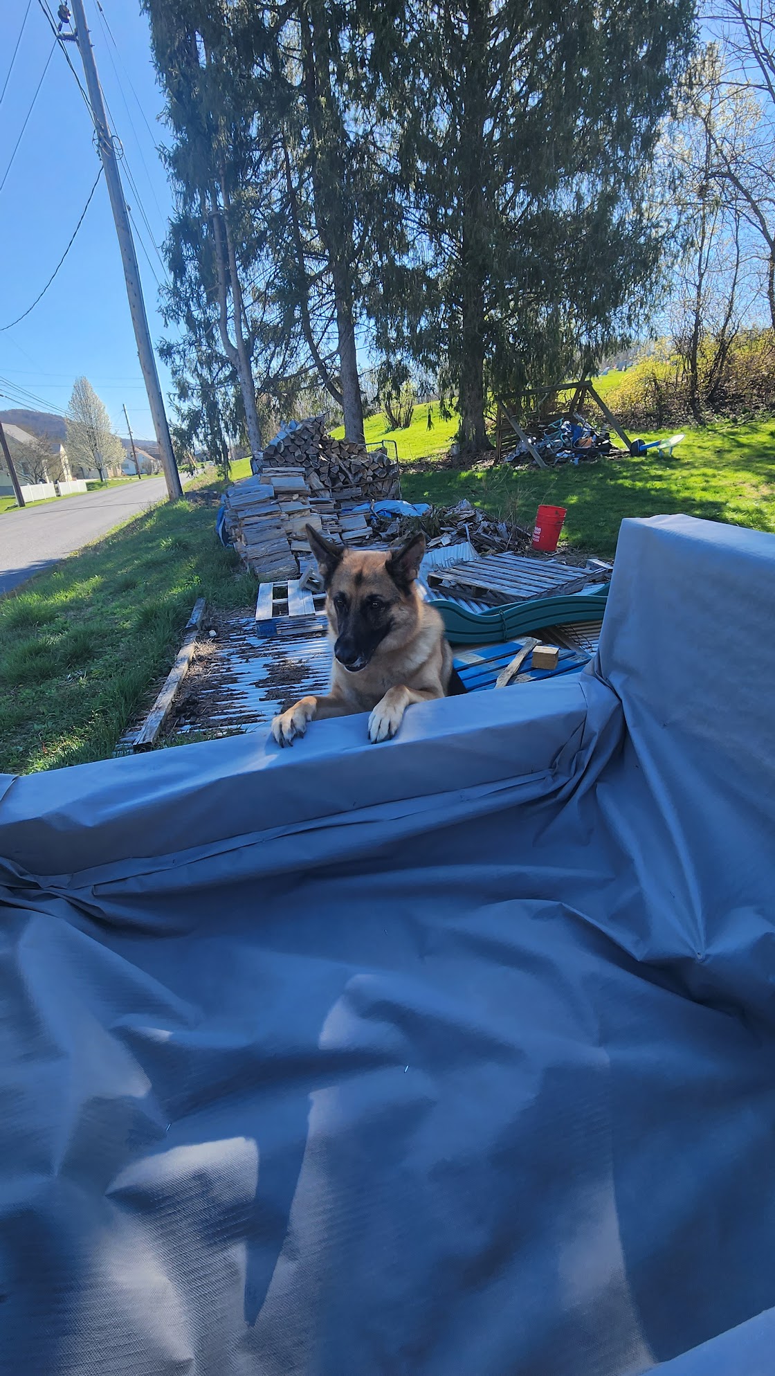 A German Sheppard is looking over the garden bed, giving it his approval.